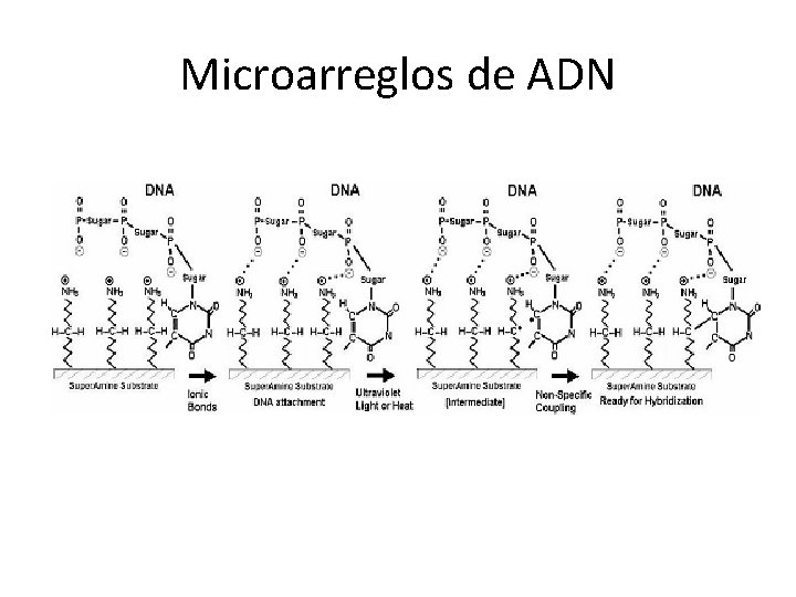 Microarreglos de ADN 