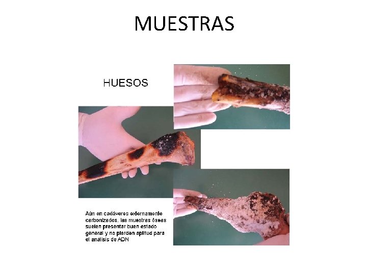 MUESTRAS 