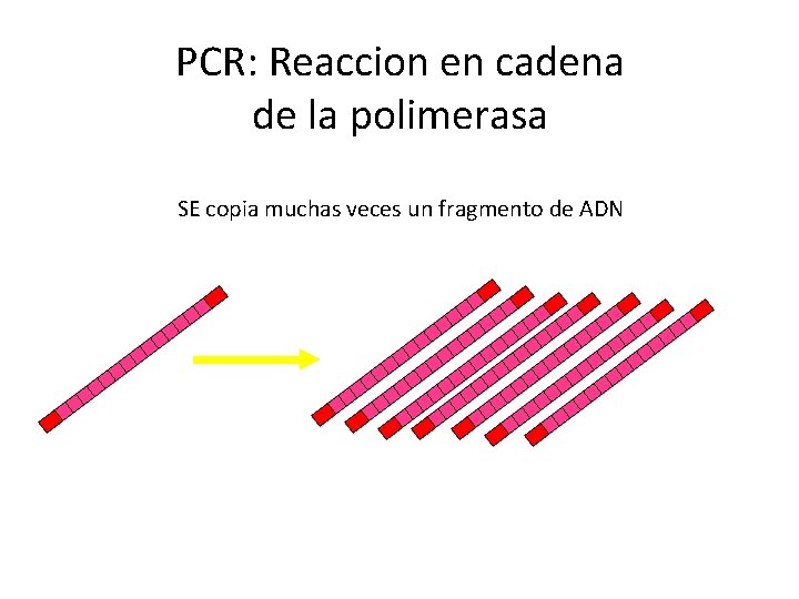 PCR: Reaccion en cadena de la polimerasa SE copia muchas veces un fragmento de