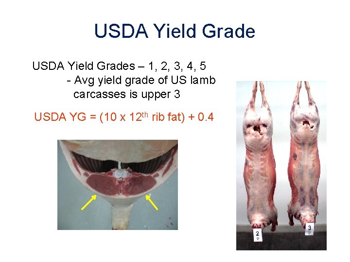 USDA Yield Grades – 1, 2, 3, 4, 5 - Avg yield grade of