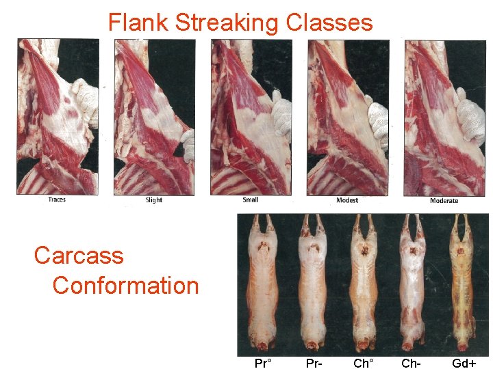 Flank Streaking Classes Carcass Conformation Pr° Pr- Ch° Ch- Gd+ 