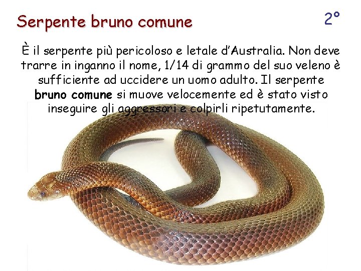 Serpente bruno comune 2° È il serpente più pericoloso e letale d’Australia. Non deve