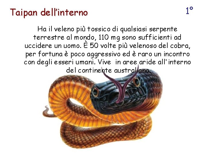 Taipan dell’interno 1° Ha il veleno più tossico di qualsiasi serpente terrestre al mondo,