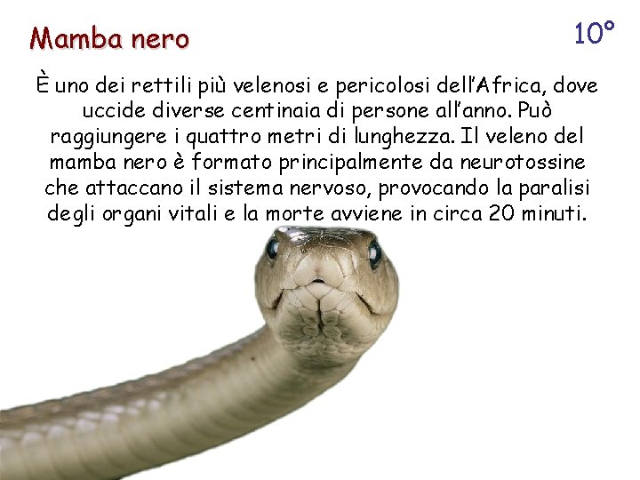 Mamba nero 10° È uno dei rettili più velenosi e pericolosi dell’Africa, dove uccide