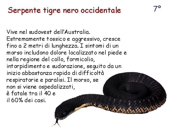 Serpente tigre nero occidentale Vive nel sudovest dell’Australia. Estremamente tossico e aggressivo, cresce fino