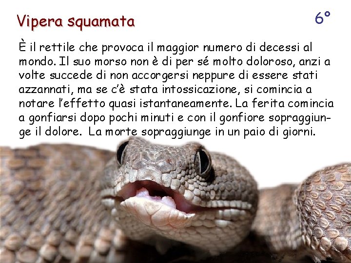 Vipera squamata 6° È il rettile che provoca il maggior numero di decessi al