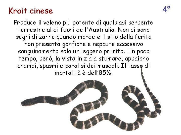 Krait cinese Produce il veleno più potente di qualsiasi serpente terrestre al di fuori