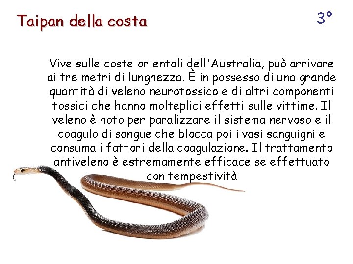 Taipan della costa 3° Vive sulle coste orientali dell'Australia, può arrivare ai tre metri