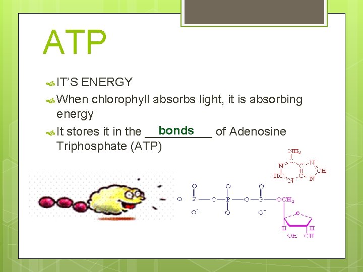 ATP IT’S ENERGY When chlorophyll absorbs light, it is absorbing energy bonds It stores