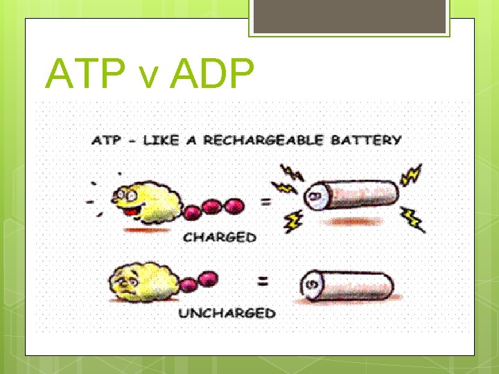 ATP v ADP 