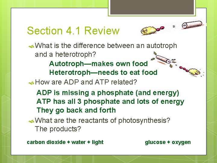 Section 4. 1 Review What is the difference between an autotroph and a heterotroph?