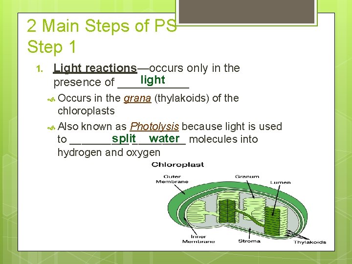 2 Main Steps of PS Step 1 1. Light reactions—occurs only in the light