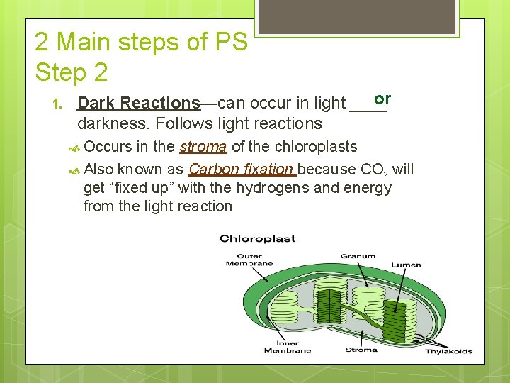 2 Main steps of PS Step 2 1. or Dark Reactions—can occur in light