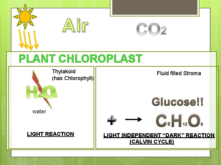 Air PLANT CHLOROPLAST Thylakoid (has Chlorophyll) Fluid filled Stroma Glucose!! water LIGHT REACTION +