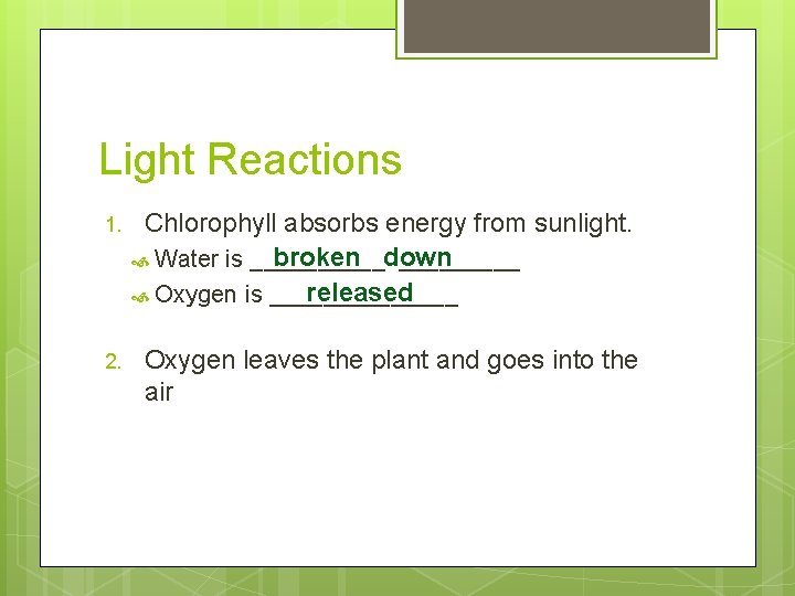 Light Reactions 1. Chlorophyll absorbs energy from sunlight. broken down Water is _____ released