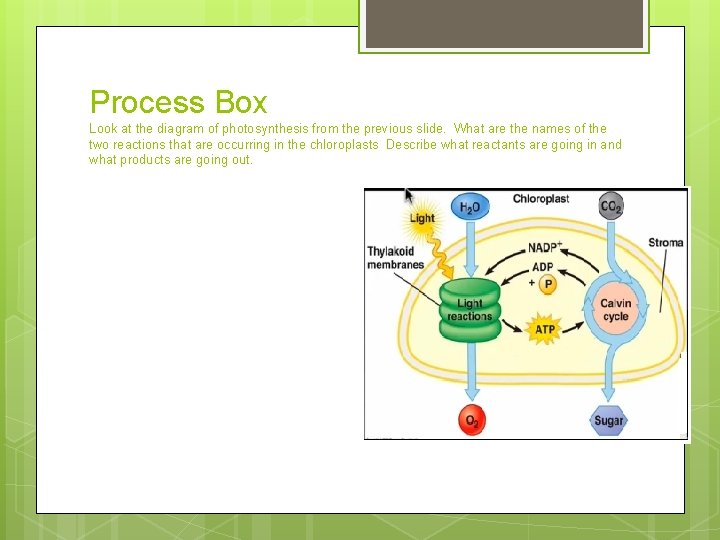 Process Box Look at the diagram of photosynthesis from the previous slide. What are