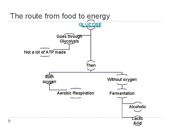The route from food to energy ____ GLUCOSE Goes through Glycolysis Not a lot