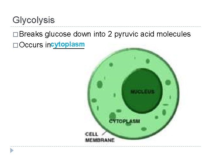 Glycolysis � Breaks glucose down into 2 pyruvic acid molecules � Occurs incytoplasm _______
