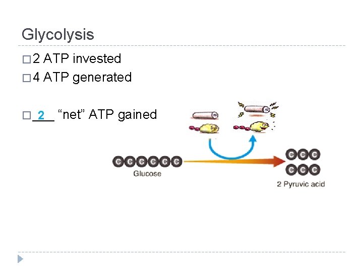 Glycolysis � 2 ATP invested � 4 ATP generated � ___ 2 “net” ATP