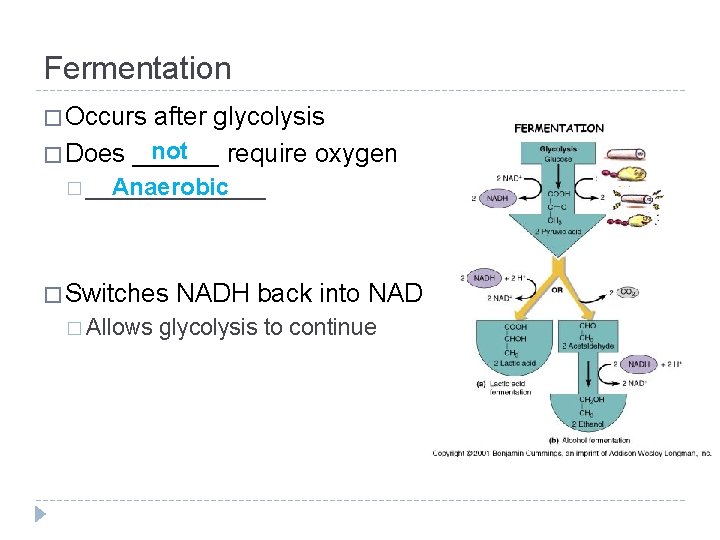 Fermentation � Occurs after glycolysis not � Does ______ require oxygen Anaerobic � _______
