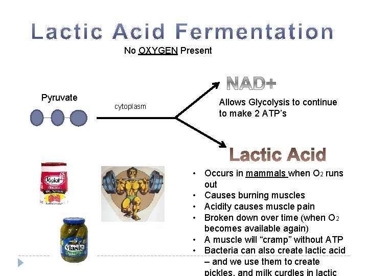 No OXYGEN Present Pyruvate cytoplasm Allows Glycolysis to continue to make 2 ATP’s •