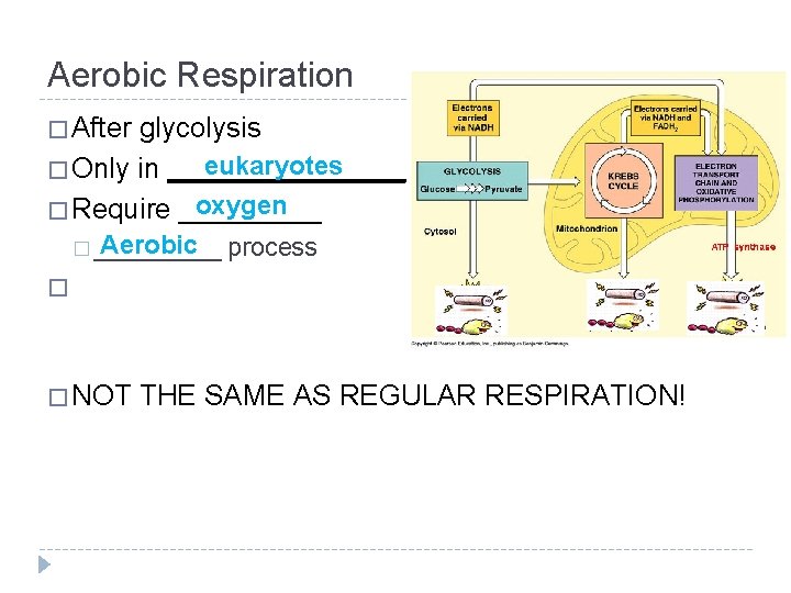 Aerobic Respiration � After glycolysis eukaryotes � Only in ________ oxygen � Require _____