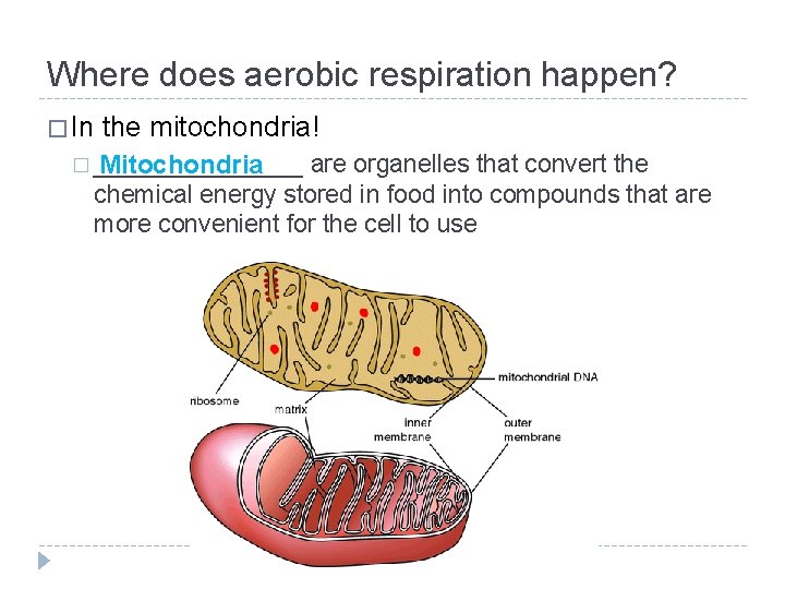 Where does aerobic respiration happen? � In the mitochondria! � ________ Mitochondria are organelles