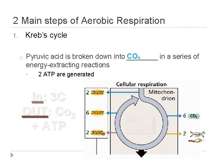 2 Main steps of Aerobic Respiration Kreb’s cycle 1. o CO 2 Pyruvic acid