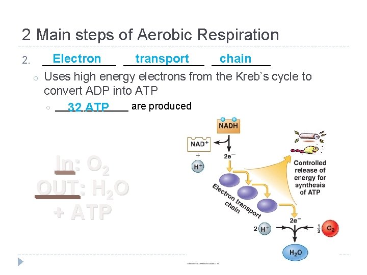 2 Main steps of Aerobic Respiration Electron transport chain ___________ 2. o Uses high