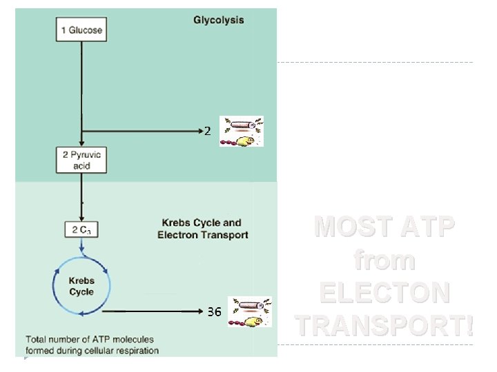 MOST ATP from ELECTON TRANSPORT! 