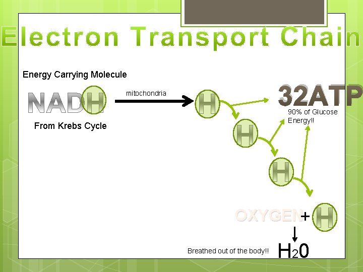 Energy Carrying Molecule 32 ATP mitochondria 90% of Glucose Energy!! From Krebs Cycle OXYGEN+