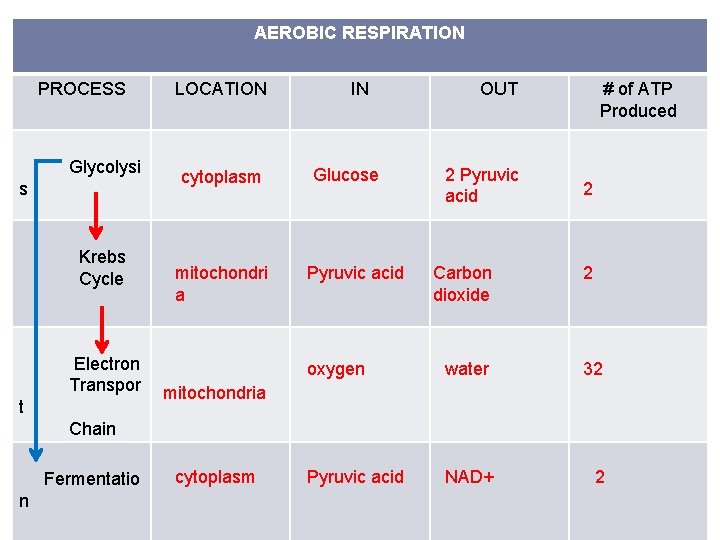 AEROBIC RESPIRATION PROCESS Glycolysi s Krebs Cycle Electron Transpor t LOCATION cytoplasm mitochondri a