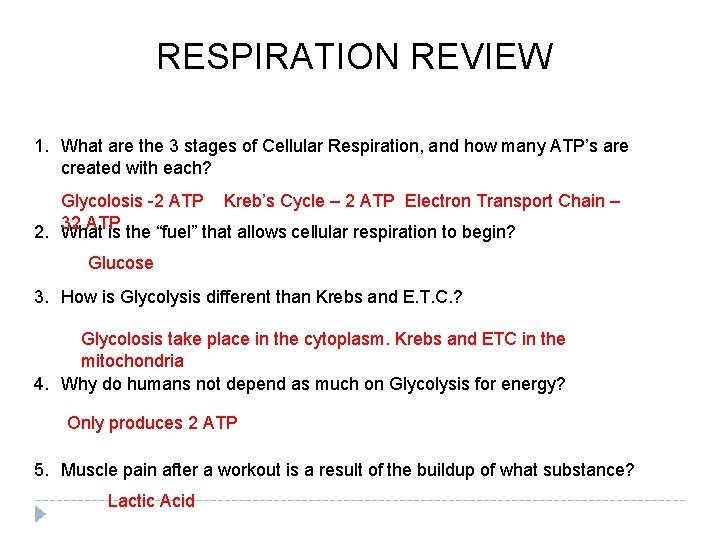RESPIRATION REVIEW 1. What are the 3 stages of Cellular Respiration, and how many