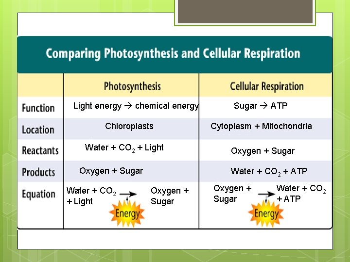 Light energy chemical energy Chloroplasts Water + CO 2 + Light Oxygen + Sugar