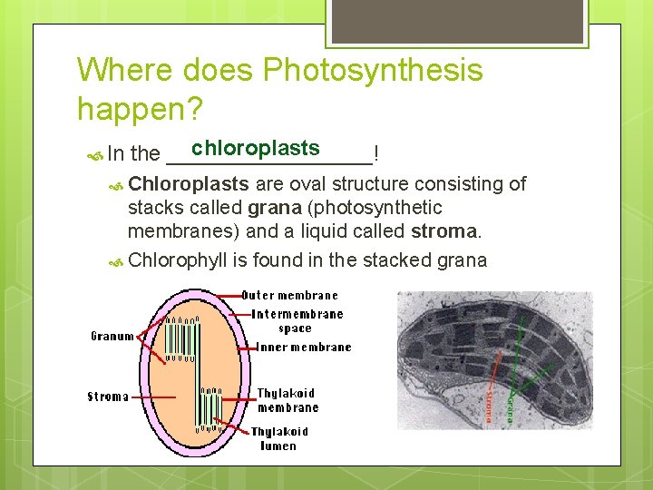 Where does Photosynthesis happen? In chloroplasts the _________! Chloroplasts are oval structure consisting of