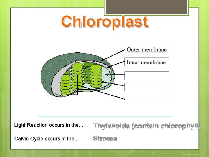 Chloroplast Light Reaction occurs in the. . . Calvin Cycle occurs in the. .