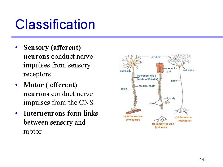 Classification • Sensory (afferent) neurons conduct nerve impulses from sensory receptors • Motor ( Classification • Sensory (afferent) neurons conduct nerve impulses from sensory receptors • Motor (
