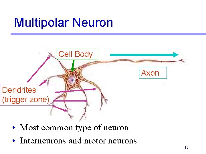 Multipolar Neuron Cell Body Axon Dendrites (trigger zone) • Most common type of neuron Multipolar Neuron Cell Body Axon Dendrites (trigger zone) • Most common type of neuron
