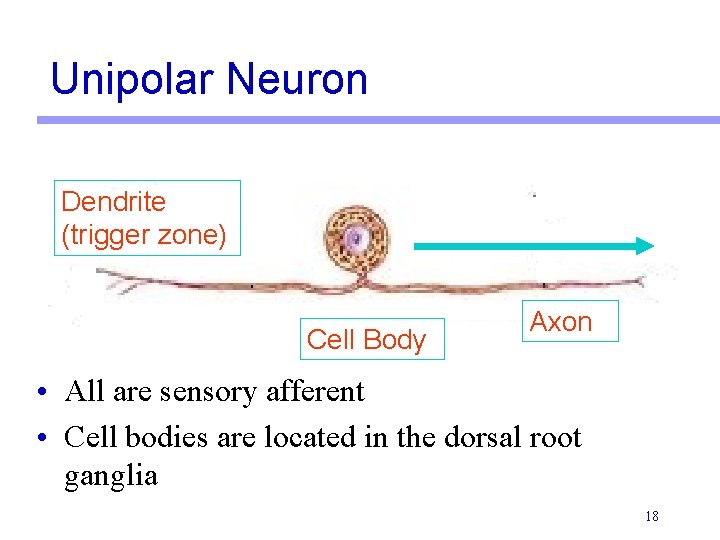Unipolar Neuron Dendrite (trigger zone) Cell Body Axon • All are sensory afferent • Unipolar Neuron Dendrite (trigger zone) Cell Body Axon • All are sensory afferent •