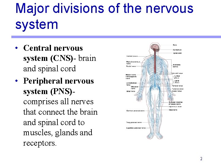 Major divisions of the nervous system • Central nervous system (CNS)- brain and spinal Major divisions of the nervous system • Central nervous system (CNS)- brain and spinal