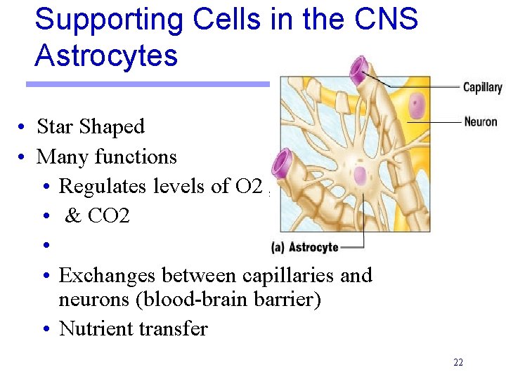 Supporting Cells in the CNS Astrocytes • Star Shaped • Many functions • Regulates Supporting Cells in the CNS Astrocytes • Star Shaped • Many functions • Regulates