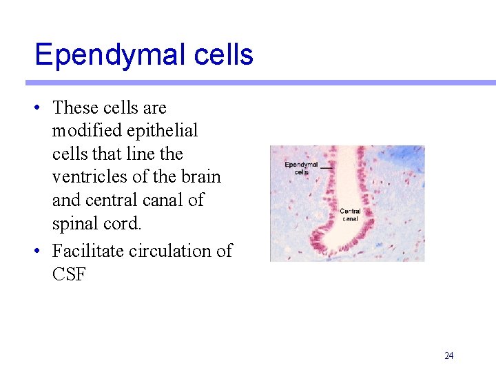 Ependymal cells • These cells are modified epithelial cells that line the ventricles of Ependymal cells • These cells are modified epithelial cells that line the ventricles of