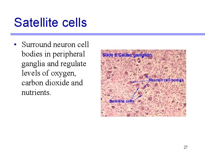 Satellite cells • Surround neuron cell bodies in peripheral ganglia and regulate levels of Satellite cells • Surround neuron cell bodies in peripheral ganglia and regulate levels of