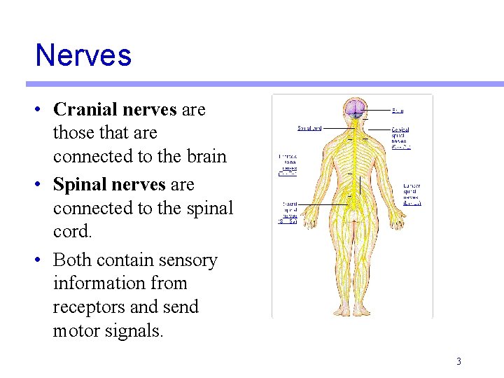 Nerves • Cranial nerves are those that are connected to the brain • Spinal Nerves • Cranial nerves are those that are connected to the brain • Spinal
