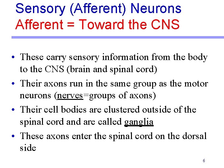 Sensory (Afferent) Neurons Afferent = Toward the CNS • These carry sensory information from Sensory (Afferent) Neurons Afferent = Toward the CNS • These carry sensory information from