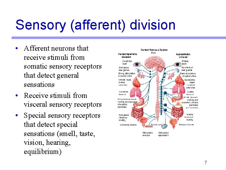 Sensory (afferent) division • Afferent neurons that receive stimuli from somatic sensory receptors that Sensory (afferent) division • Afferent neurons that receive stimuli from somatic sensory receptors that