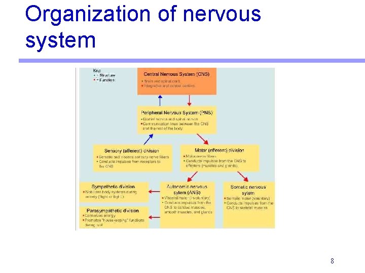 Organization of nervous system 8  Organization of nervous system 8