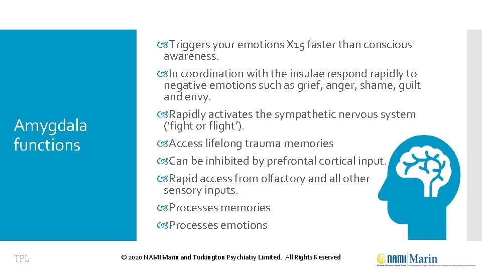Amygdala functions TPL Triggers your emotions X 15 faster than conscious awareness. In coordination