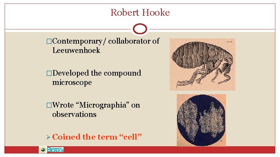 Robert Hooke �Contemporary/ collaborator of Leeuwenhoek �Developed the compound microscope �Wrote “Micrographia” on observations