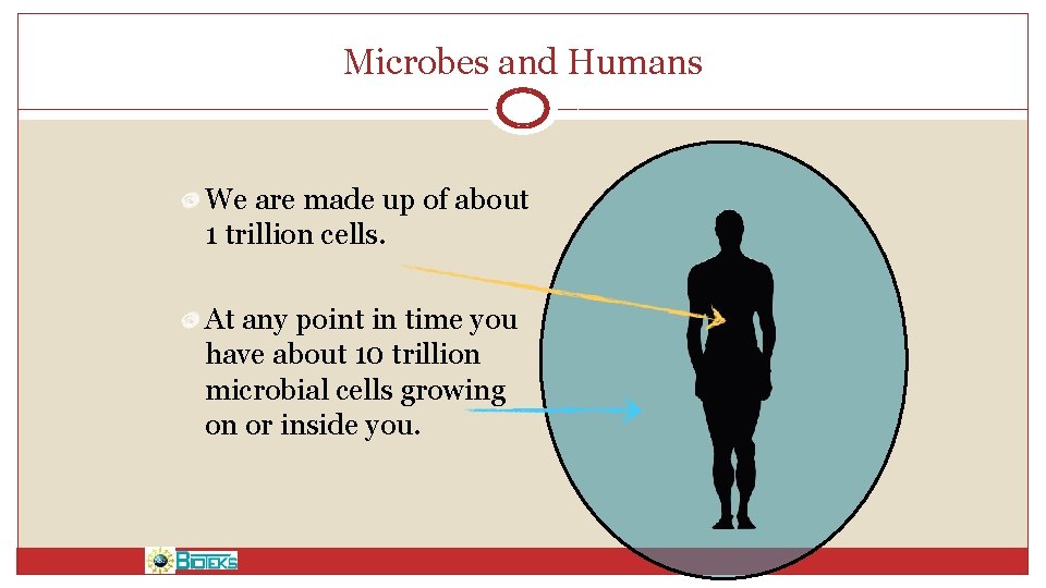 Microbes and Humans We are made up of about 1 trillion cells. At any
